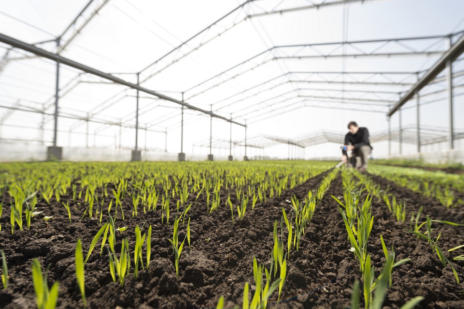 In EXPRESS erproben wir auf der GCEF unter anderem ein System zum Monitoring von Wasserstress, das auf der kontinuierlichen in-situ-Messung an der Pflanze und im Boden basiert. © UFZ / André Künzelmann
