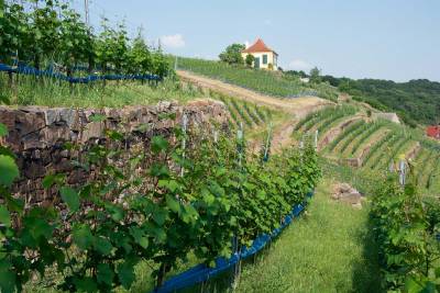 Der Weinberg in Seußlitz