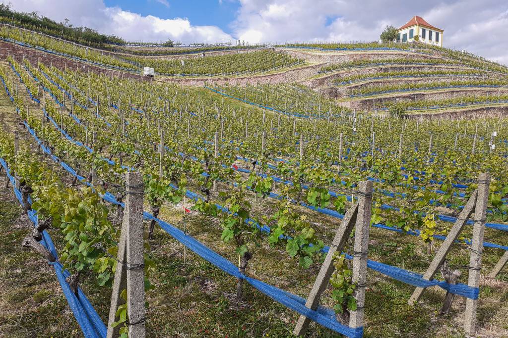 Der Weinberg in Seußlitz